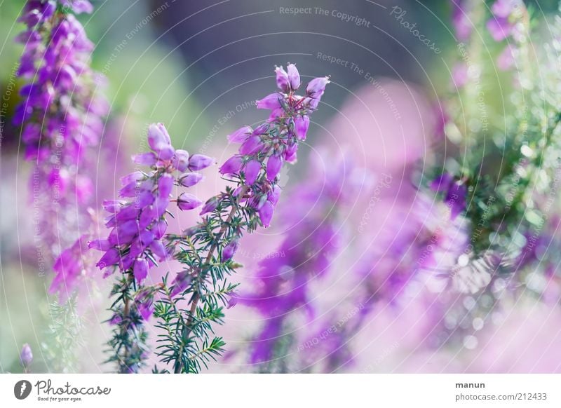 Heather /la land Environment Nature Plant Flower Bushes Blossom Wild plant Heather family Heathland Mountain heather Summery Summerflower Blossoming Glittering