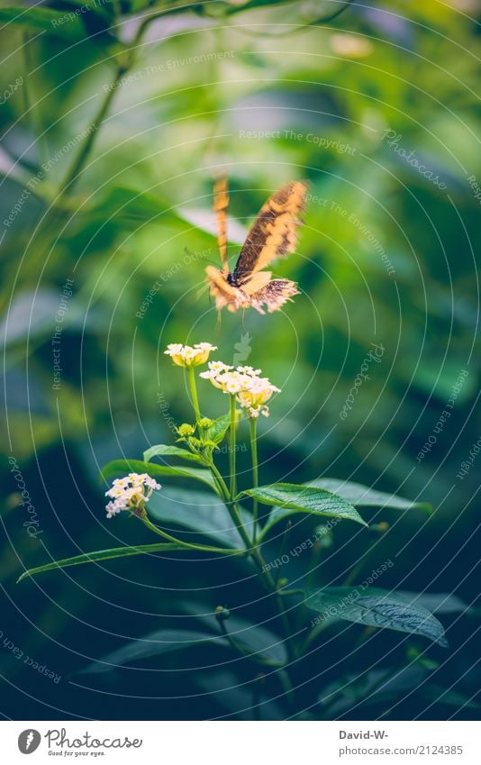 Look out, I'm coming. Art Environment Nature Landscape Plant Animal Air Sunlight Spring Summer Flower Blossom Foliage plant Garden Park Farm animal Butterfly 1