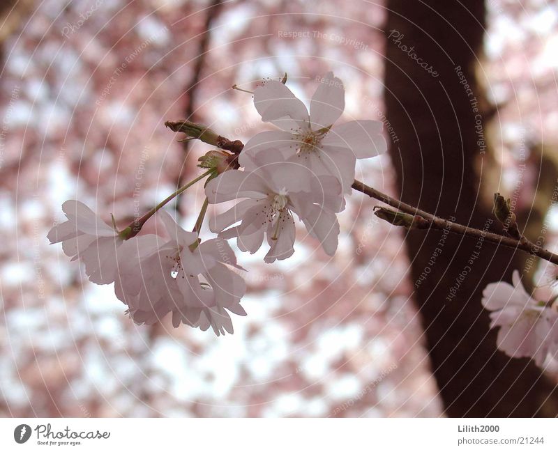 cherry Pink Cherry Spring Blossom Tree Cherry tree Garden Twig Cherry blossom