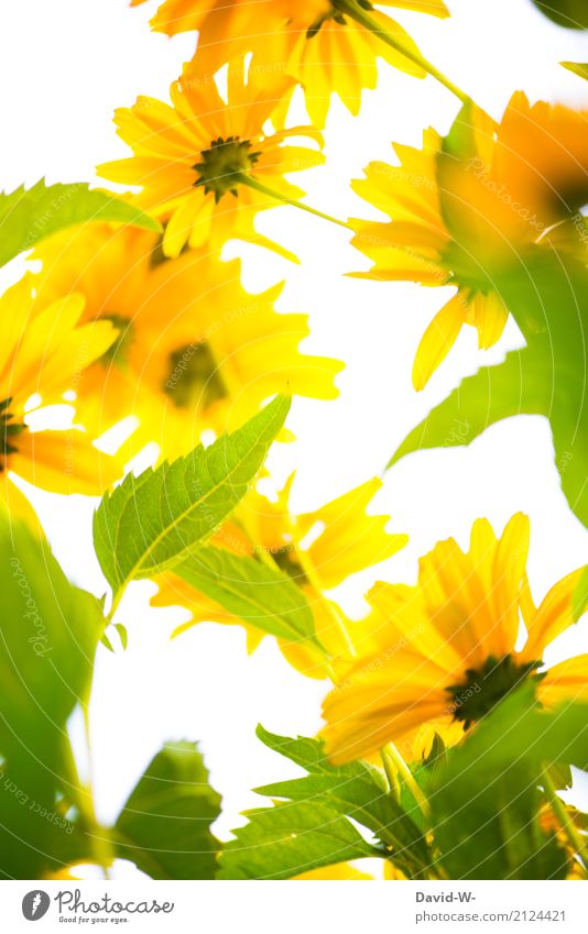 sun worshippers Art Artist Environment Nature Landscape Plant Sun Sunlight Spring Summer Climate Climate change Weather Beautiful weather Leaf Blossom