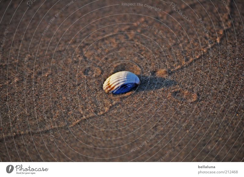 It's served... Vacation & Travel Summer Summer vacation Beach Ocean Environment Nature Sand Weather Beautiful weather Coast Baltic Sea Animal Wild animal Mussel