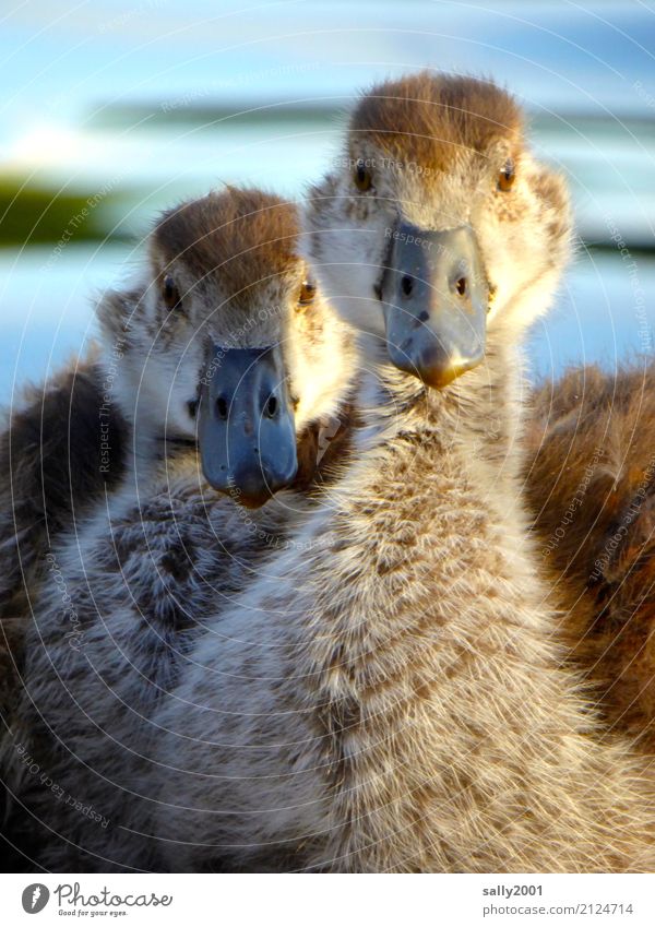 semi-strong poultry... Animal Wild animal Animal face Goose Nile Goose 2 Baby animal Observe Brash Together Cute Brown Curiosity Attachment Soft