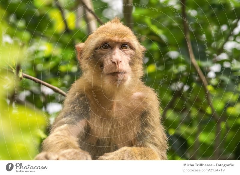 Young Barbary Monkey Environment Nature Animal Sun Sunlight Beautiful weather Tree Leaf Foliage plant Wild plant Forest Wild animal Animal face Pelt Paw Monkeys