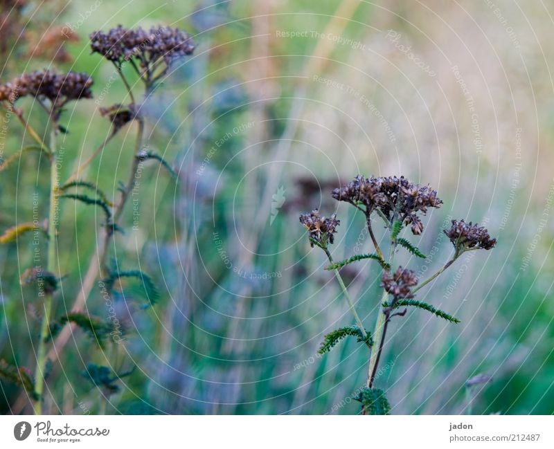 peripheral phenomenon Environment Nature Landscape Plant Grass Bushes Wild plant To dry up Growth Simple Weed Agriculture Close-up Dry Deserted