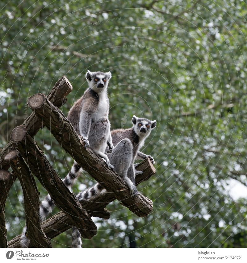 lookout Animal Monkeys Half-apes 2 Looking Sit Gray Green Attentive Watchfulness Colour photo Subdued colour Exterior shot Deserted Day Shallow depth of field