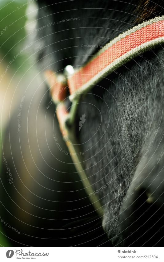 donkey holster Animal Farm animal Zoo Petting zoo Donkey 1 Stand Serene Patient Calm Self Control Colour photo Exterior shot Close-up Detail Deserted