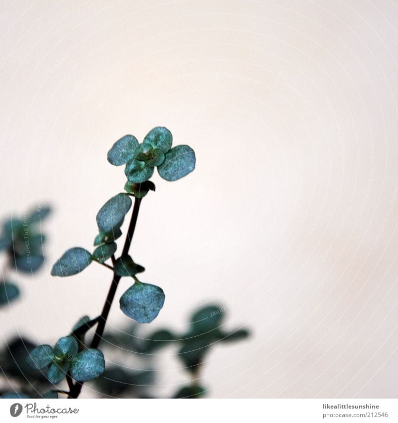 Pilea libanensis Environment Nature Plant Leaf Foliage plant Growth Authentic Beautiful Green White Subdued colour Interior shot Close-up Detail Deserted