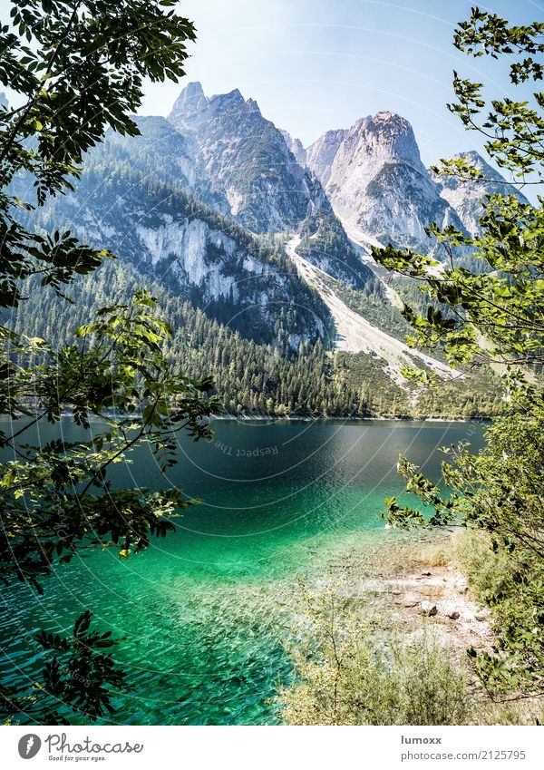 gosausee Nature Landscape Water Summer Beautiful weather Tree Rock Alps Mountain Peak Coast Lakeside Gosau lake Austria Europe Hiking Blue Gray Green Gosaukamm