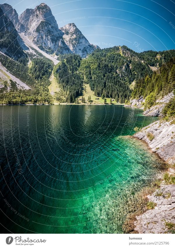 gosau Nature Landscape Water Cloudless sky Summer Forest Rock Alps Mountain Gosaukamm Peak Lakeside Gosau lake Blue Gray Green Turquoise Clean Clarity