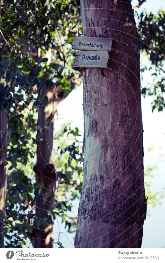 Propriedade Privada Environment Nature Plant Tree Foliage plant Signs and labeling Colour photo Exterior shot Deserted Day Light Shadow Contrast Sunlight