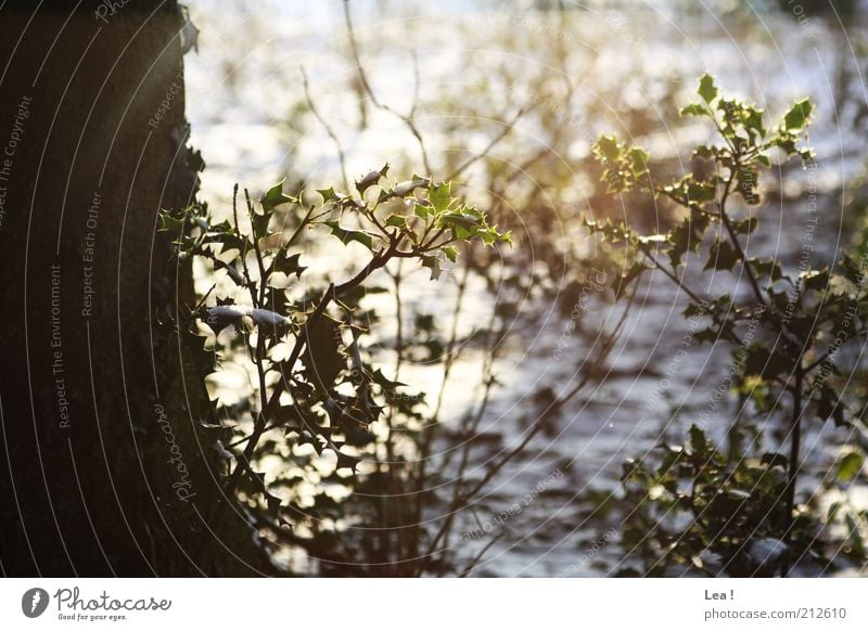 sunshine Sunlight Winter Snow Tree Wild plant Forest Bright Cold Hope Colour photo Exterior shot Day Light Shadow Sunbeam Back-light Bushes Deserted Nature