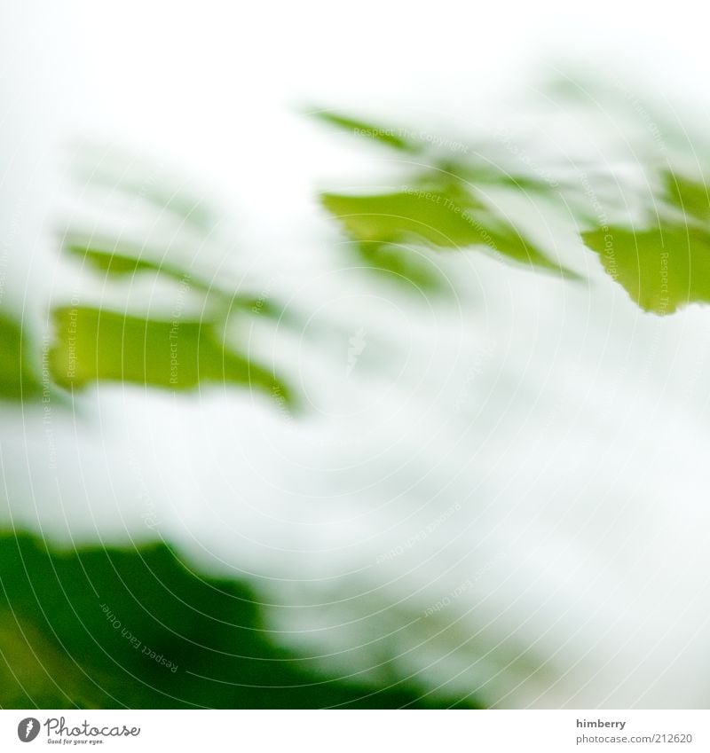 offgrid Environment Nature Plant Leaf Exceptional Fresh Uniqueness Green Colour photo Multicoloured Exterior shot Close-up Detail Experimental Abstract