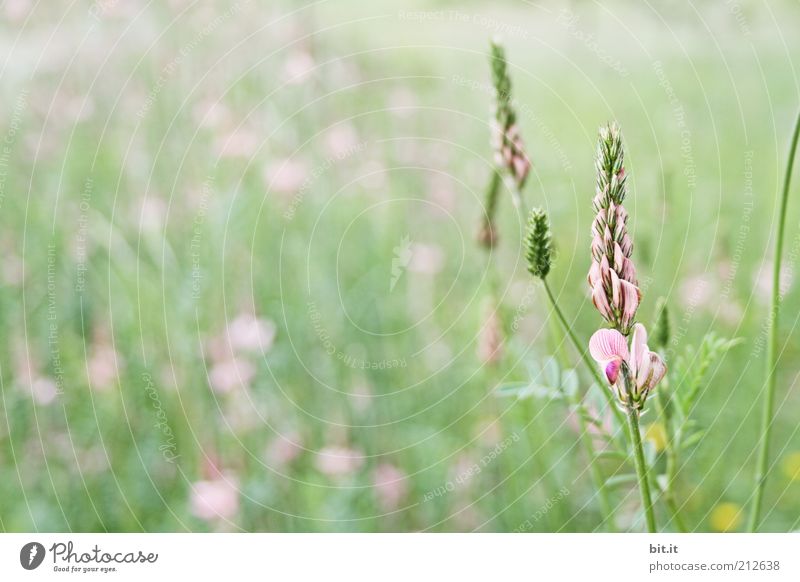 On the right is the cable.... Plant Summer flowers Grass bleed Meadow Field hillock Pink Flower meadow Wild plant Nature reserve Environmental protection