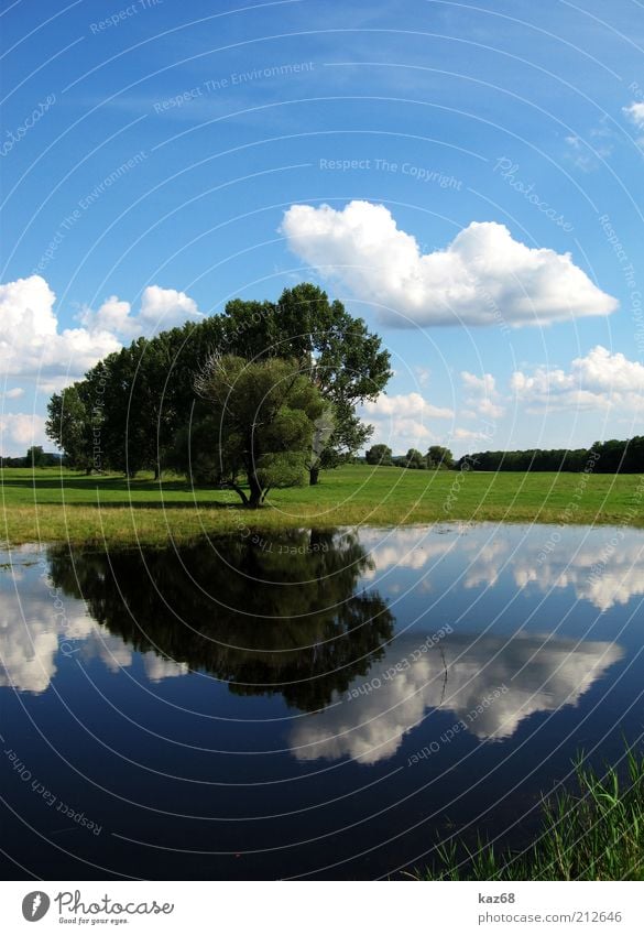 after the rain II Environment Nature Landscape Plant Water Sky Clouds Climate Weather Beautiful weather Tree Grass Bushes Park Meadow Lakeside Mirror image Calm