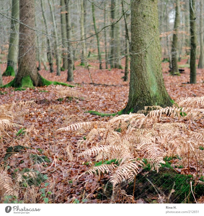 autumn forest Environment Nature Landscape Plant Autumn Winter Tree Moss Forest Natural Contentment Transience Change Fern Limp Leaf Beech wood Subdued colour