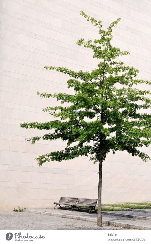 Concrete.bench.tree Summer Plant Tree Building Wall (barrier) Wall (building) Facade Bench Stone Wood Stand Growth Gray Green Loneliness Stagnating Colour photo