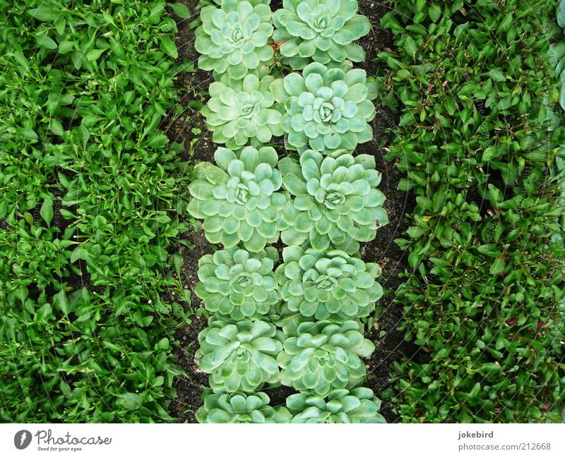 Green strip Earth Foliage plant Succulent plants Garden Stripe Striped Garden Bed (Horticulture) Ledger Evergreen plants Rosette Leaf green Ground Under