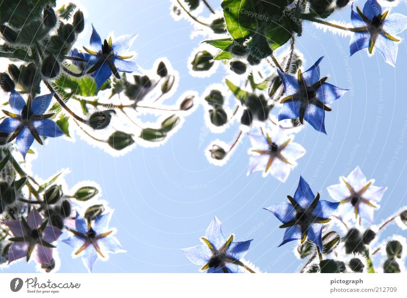 Shining Line Nature Plant Cloudless sky Sunlight Summer Beautiful weather Flower Blossom Agricultural crop Blossoming Illuminate Blue Moody Esthetic Inspiration