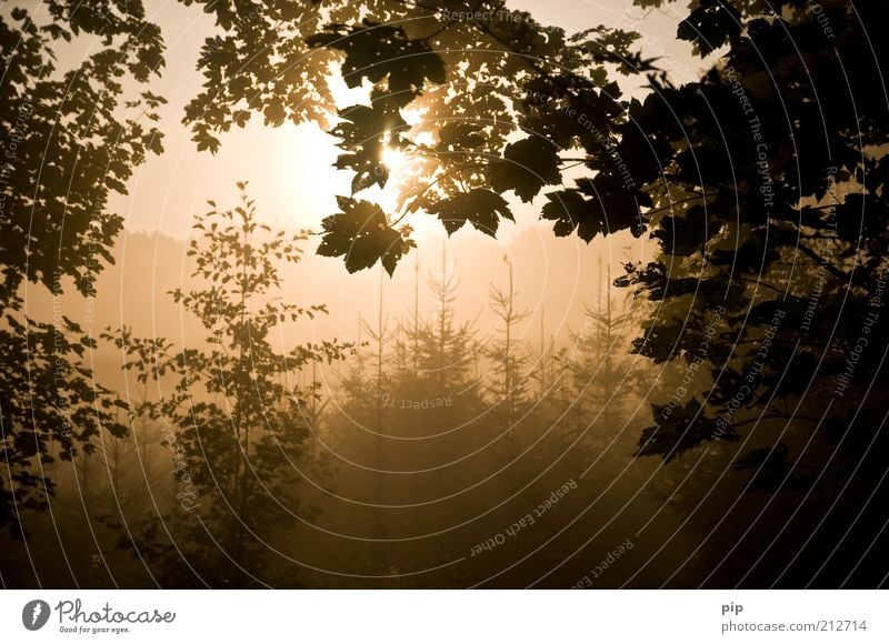 In the morning in the forest Nature Tree Leaf Branch Bushes Fir tree Forest Autumn October Clearing Calm Silhouette Fog Morning Brown Seasons Bright Spruce