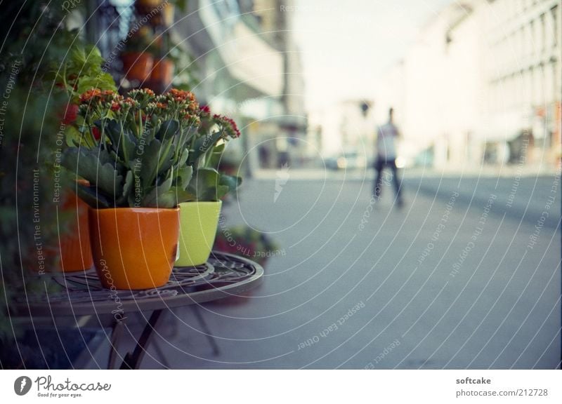 spot of green Sunlight Summer Plant Flower Vienna Austria Europe Street Blossoming Simple Beautiful Town Yellow Gray Green Red White Safety (feeling of) Calm