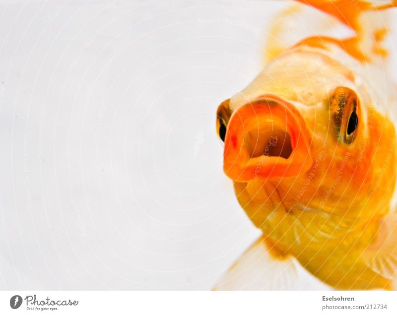 happy fish Animal Pet Fish Aquarium 1 Aggression Threat Anger Yellow Gold Moody Cool (slang) Optimism Relaxation Survive Goldfish Colour photo Interior shot