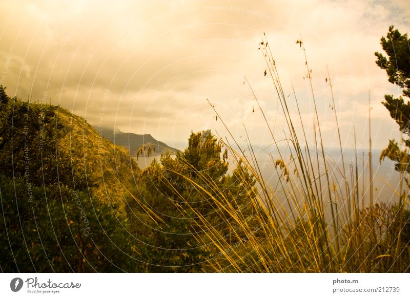 golden eye Environment Nature Landscape Plant Clouds Summer Grass Bushes Coast Ocean Beautiful Majorca Blade of grass Colour photo Exterior shot Copy Space top