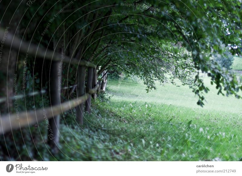 stroll Nature Landscape Tree Bushes Park Meadow Green Fence Pasture Shadow Leaf canopy Loneliness Dreary Hope Contentment Inner strength Serene Colour photo