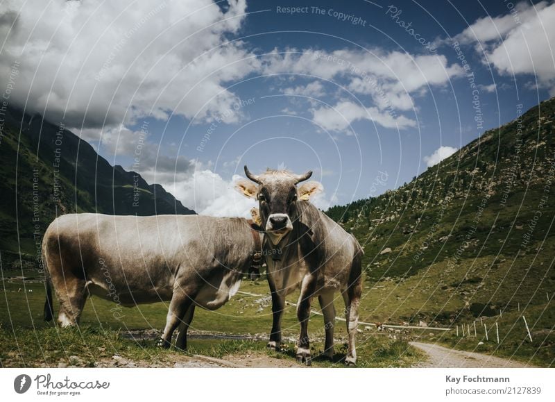 Two cows on the mountain pasture Vacation & Travel Tourism Trip Freedom Summer vacation Landscape Sky Beautiful weather Grass Field Alps Animal Farm animal Cow