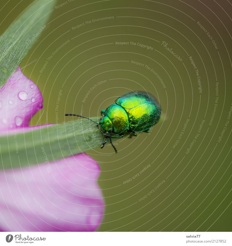 brilliant parade Nature Summer Plant Flower Blossom Garden Animal Beetle Insect Mallow plants 1 Crawl Glittering Beautiful Gold Green Pink Uniqueness Colour