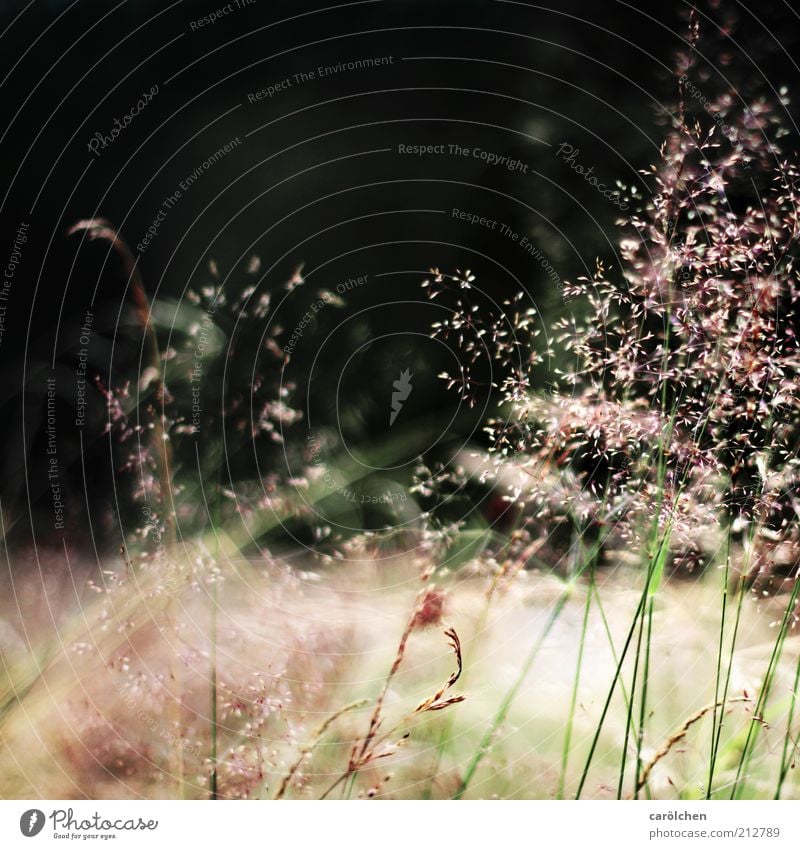 Gone with the wind... Environment Nature Landscape Plant Grass Park Meadow Gray Green Black Easy Grass blossom Pollen Blade of grass Dark background Delicate