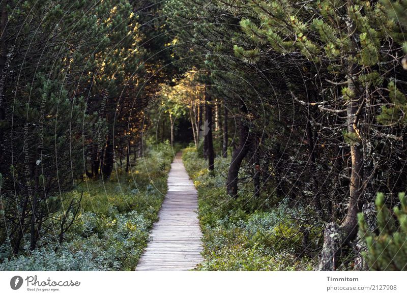 That way! Environment Nature Plant Spring Forest Lanes & trails Wood Hiking Dark Natural Brown Green Woodway Bog Sunlight Shadow blind lake Colour photo