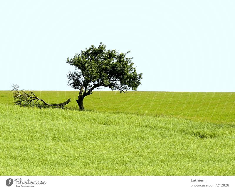 broken. Environment Nature Landscape Earth Summer Tree Meadow Blue Green Colour photo Exterior shot Deserted Day Pasture Grass Far-off places Horizon