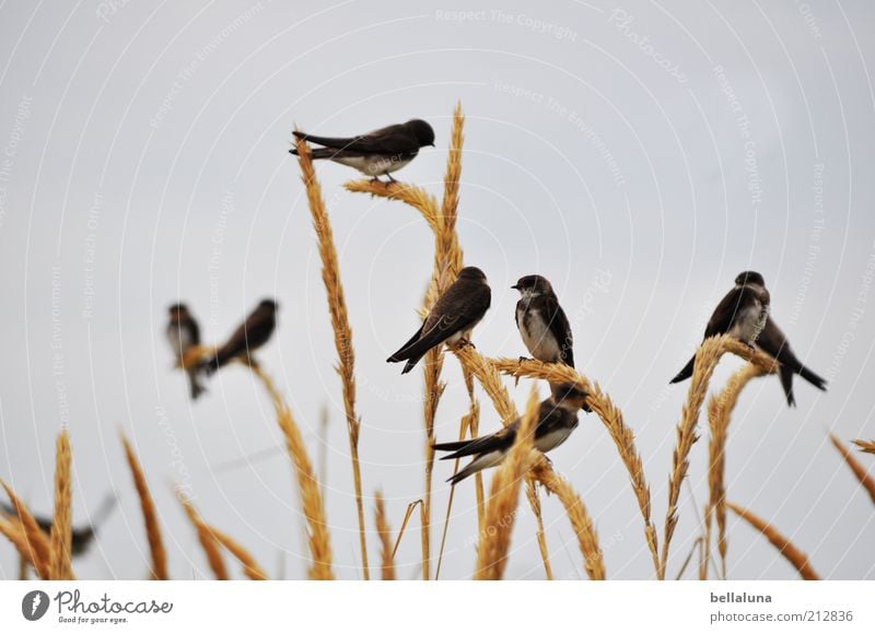 class reunion Vacation & Travel Freedom Beach Ocean Sky Sunlight Spring Weather Beautiful weather Plant Wild plant Coast Baltic Sea Animal Wild animal Bird Wing