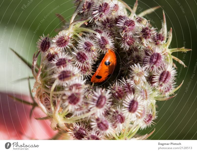 ladybugs Happy Calm Children's room Gardening Workplace Retirement Nature Plant Animal Spring Summer Autumn Winter Wild plant Meadow Field Beetle Yellow Gold