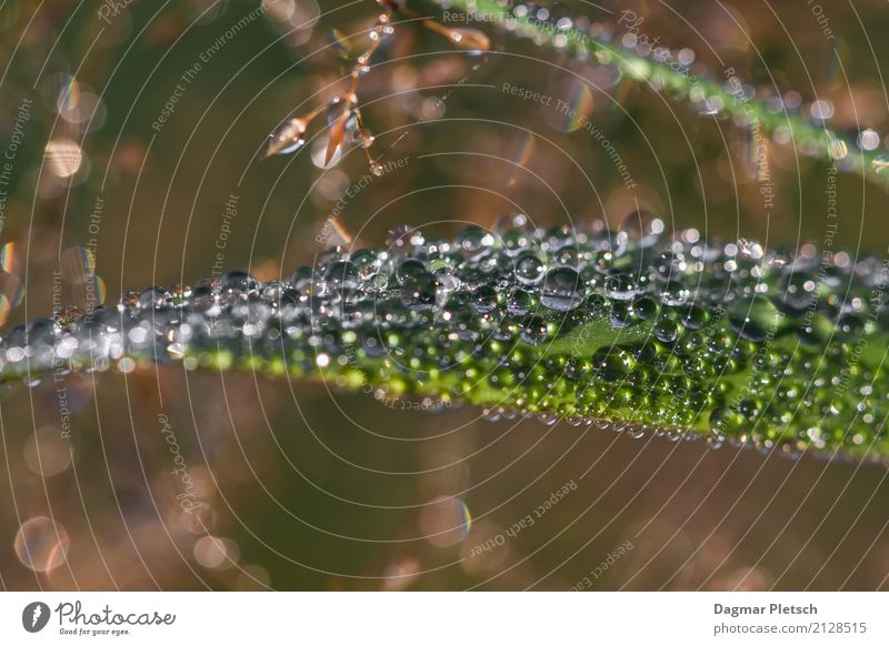 Water drops - Waterdrops Life Art Nature Plant Elements Drops of water Spring Summer Autumn Winter Beautiful weather Grass Leaf Meadow River bank Garden Heart