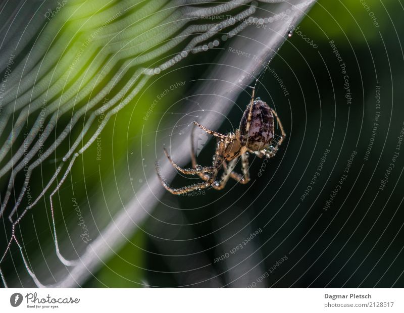 spider Nature Animal Drops of water Spring Summer Autumn Winter Beautiful weather Plant Fern Wild plant Park Forest Wild animal Spider 1 Line Build Catch