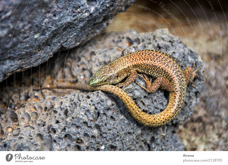 Apartment with sun terrace (Ringelei I) Lava Animal Lizards 1 Stone Circle Gold Gray Trust Calm Colour photo Exterior shot Deserted Copy Space right Day