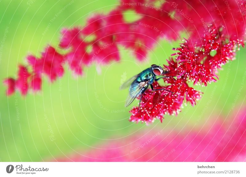 pinky Nature Plant Animal Summer Beautiful weather Flower Leaf Blossom Genus Astilbe Garden Park Meadow Wild animal Fly Animal face Wing 1 Blossoming Fragrance