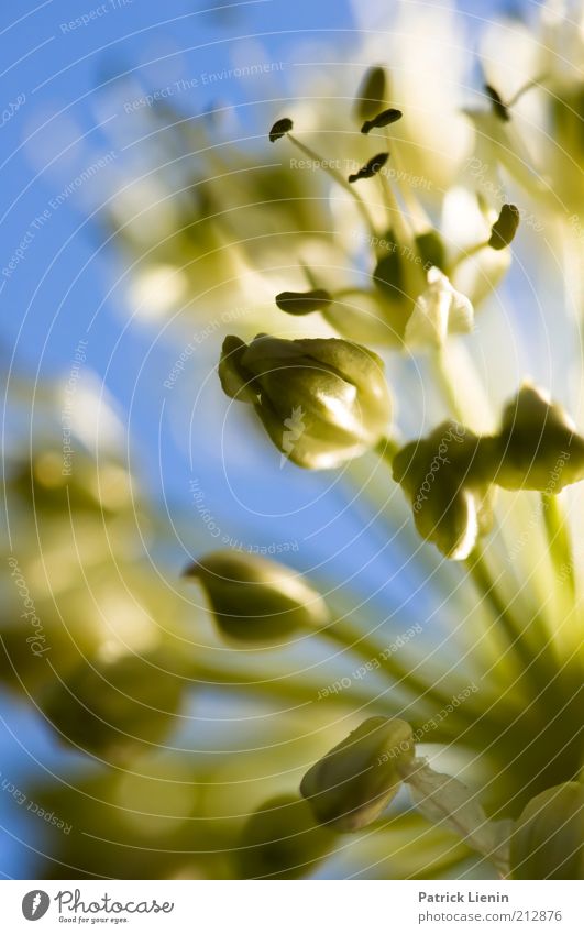 how beautiful the time was Environment Nature Plant Spring Blossom Wild plant Bright Moody Pear blossom Blue Delicate Beautiful Green Colour photo Multicoloured