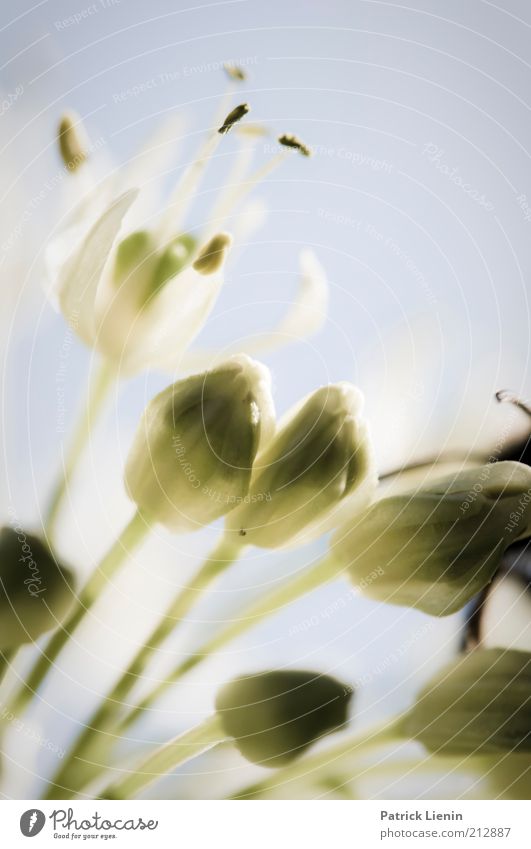 picture of a girl Environment Nature Plant Elements Blossom Agricultural crop Wild plant Fresh Delicate Easy Closed New Colour photo Multicoloured Close-up