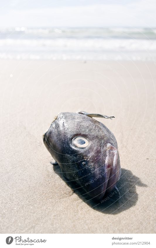 Landing of the fish heads Fish Vacation & Travel Far-off places Summer Summer vacation Fishery Beach North Sea Ocean Surf Animal face Scales Head Fish head Cod