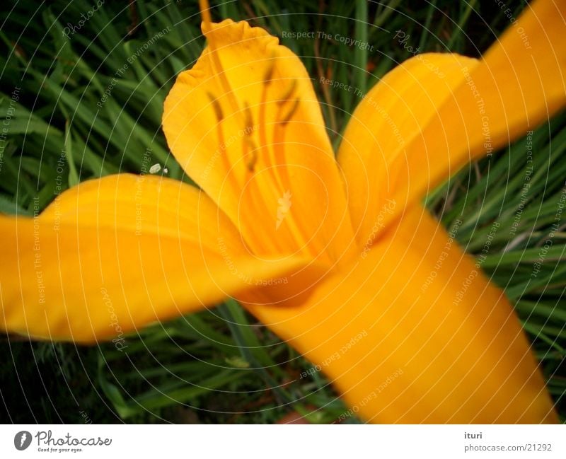 yellow flowers Yellow Blossom Spring Summer Flower Beautiful