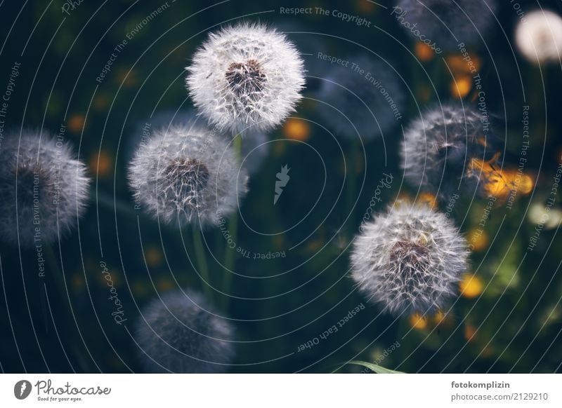 Dandelions 5 puff flowers dandelion Meadow Sámen Blossoming Illuminate Soft Green White Spring fever Uniqueness Idyll Transience Change Copy Space bottom