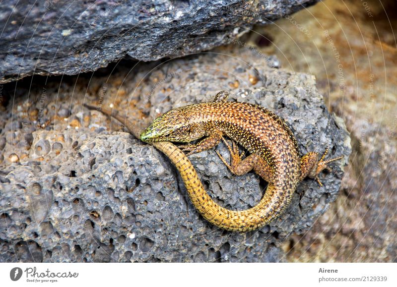 Transcendence | Messenger of the Dreamtime (Ringelei III) Animal Lizards 1 Stone Sign Circle Observe Wait Long Round Brown Green Nature Calm Change Stationary