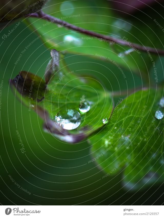 Together (leaves with water drops) Nature Plant Elements Water Drops of water Summer Climate Leaf Foliage plant Agricultural crop Pot plant Fresh Green Multiple