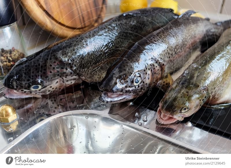 Fresh fish 3 Food Fish Herbs and spices trout Nutrition Bowl Kitchen Eating Wild animal Dead animal Animal Lie Natural Clean Anticipation To enjoy Quality