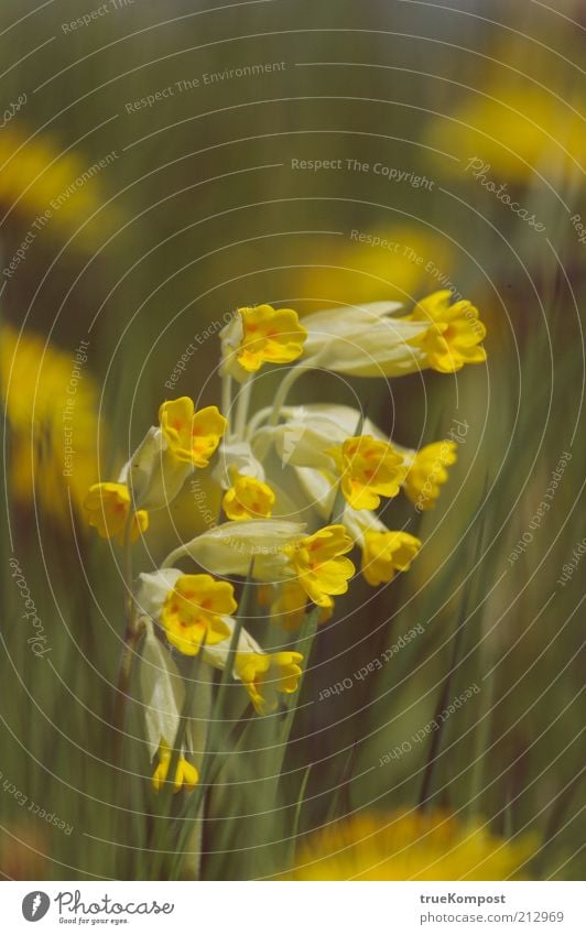 Put out the eavesdroppers! Nature Plant Summer Flower Blossom Meadow Esthetic Friendliness Fresh Healthy Yellow Green Multicoloured Exterior shot Deserted