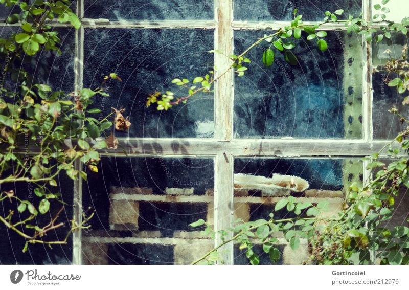 workshop Plant Leaf Old Bushes Bush rose Window Window pane Window transom and mullion Window frame Palett Pane Creeper Workshop Colour photo Exterior shot Day