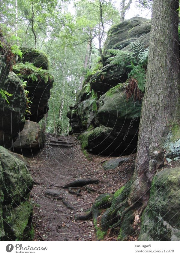 idyllic Contentment Relaxation Calm Vacation & Travel Trip Freedom Summer Environment Nature Landscape Plant Earth Air Weather Beautiful weather Tree Moss Fern