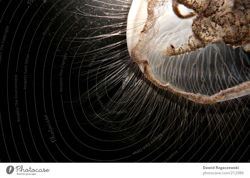 moon jellyfish Science & Research Animal Jellyfish 1 Illuminate Exceptional Threat Authentic Slimy Soft Brown Black Calm Esthetic Bizarre Perspective Detail